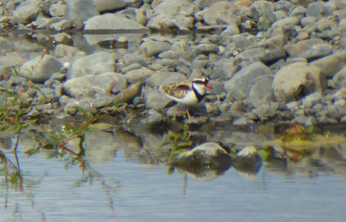 Black-fronted Dotterel - Ken George