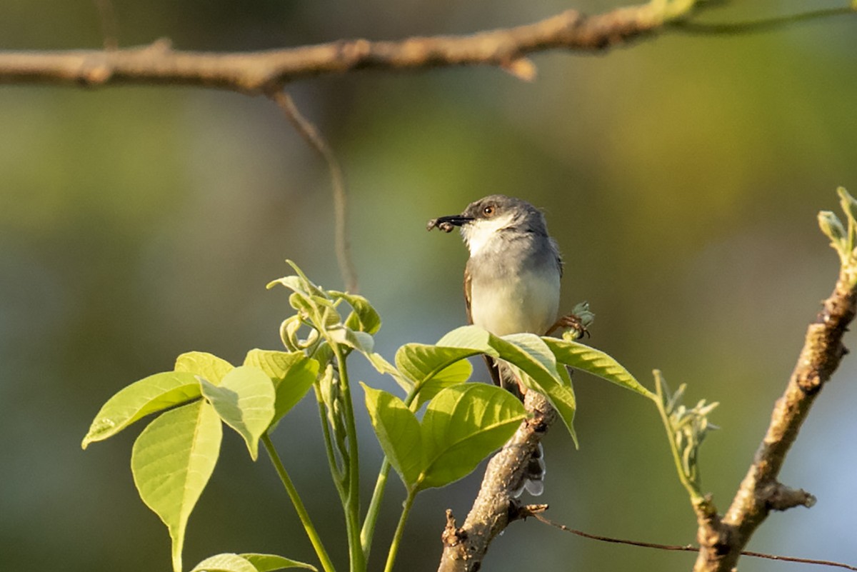 Gray-breasted Prinia - ML248951691