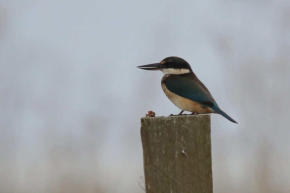 Sacred Kingfisher - Graeme Risdon