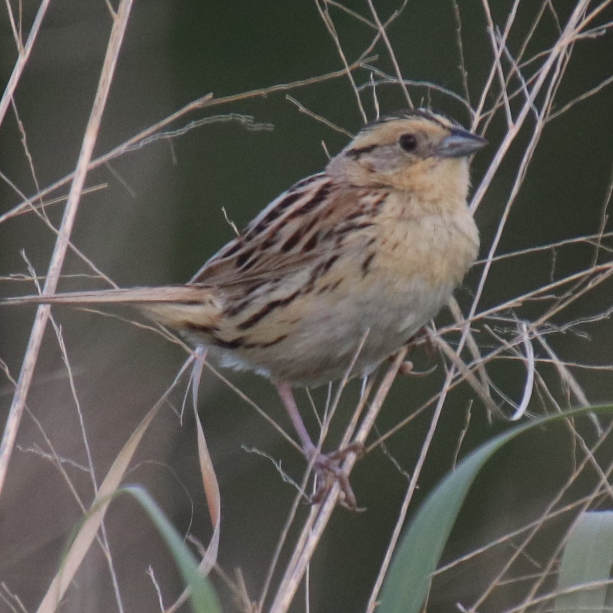 LeConte's Sparrow - ML248956011