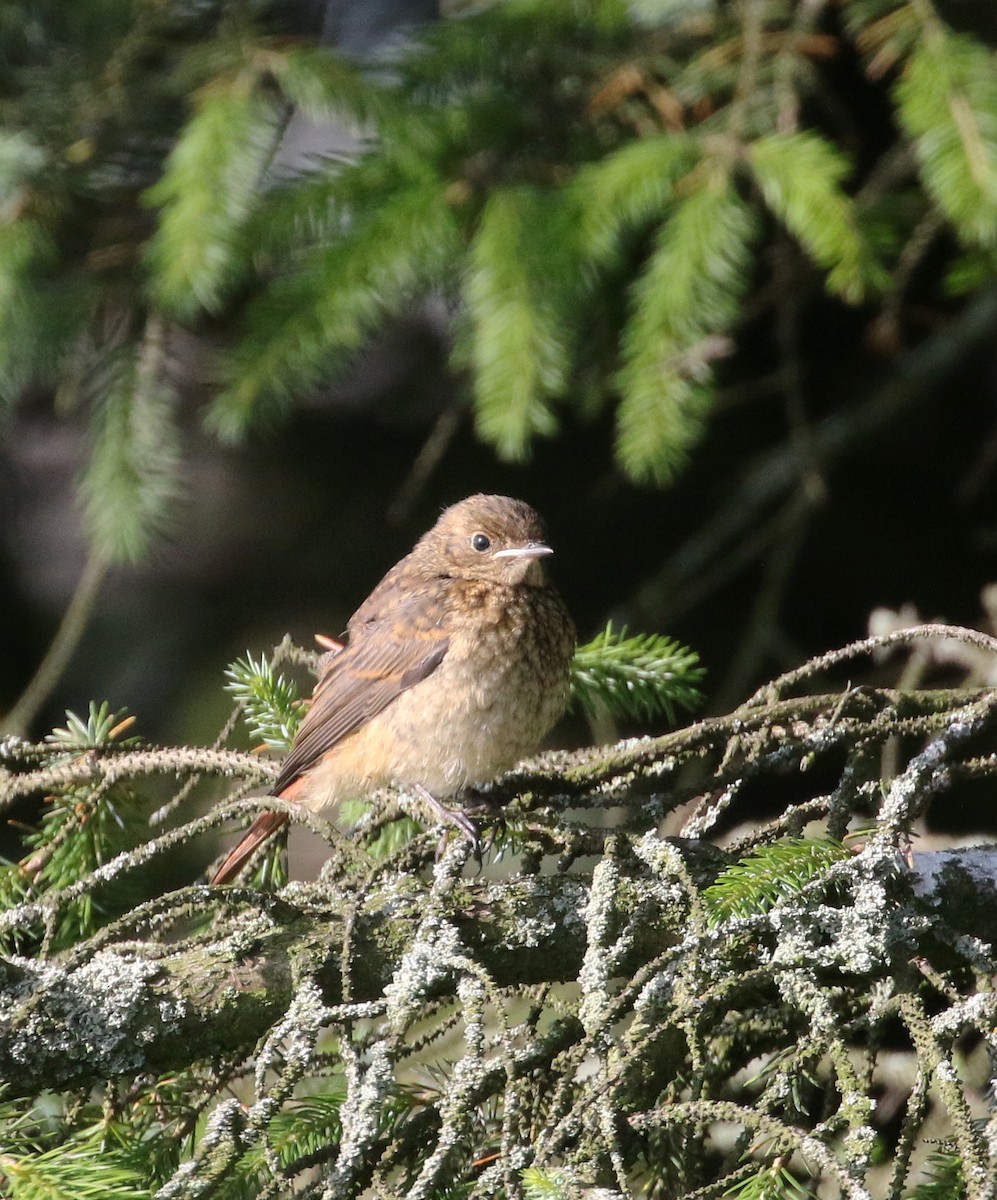 Kızılkuyruk (phoenicurus) - ML248956121