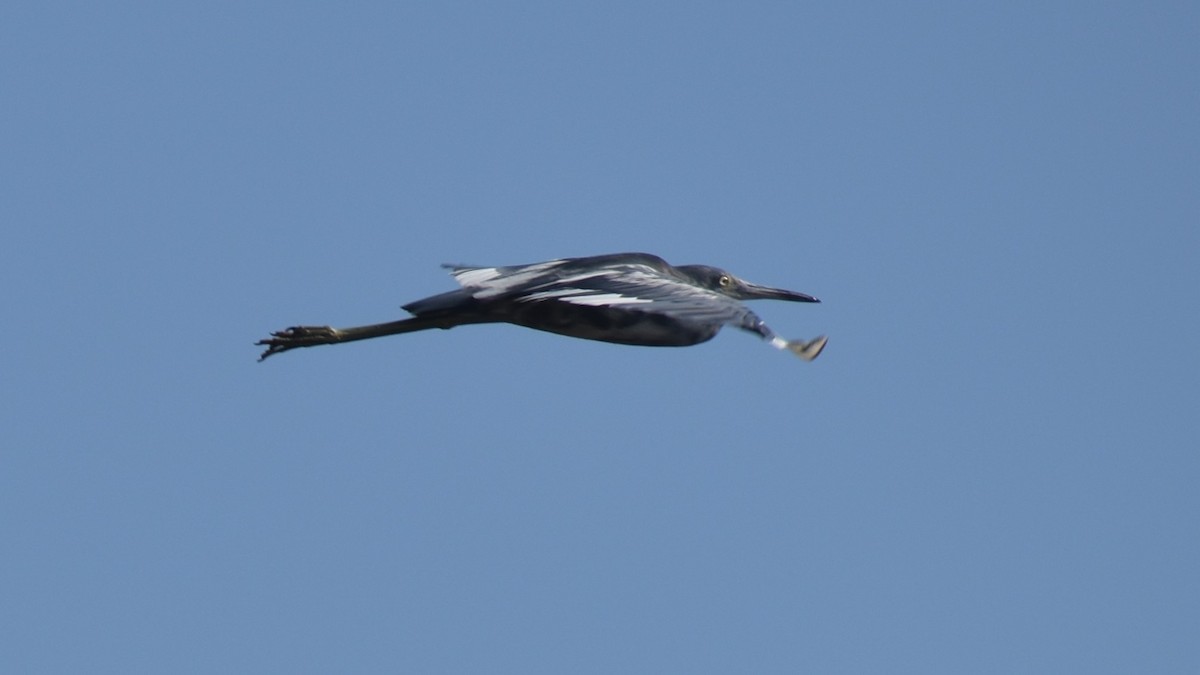 Blaureiher - ML248957991