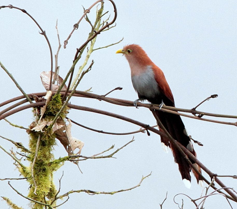 Squirrel Cuckoo (nigricrissa) - ML248959421