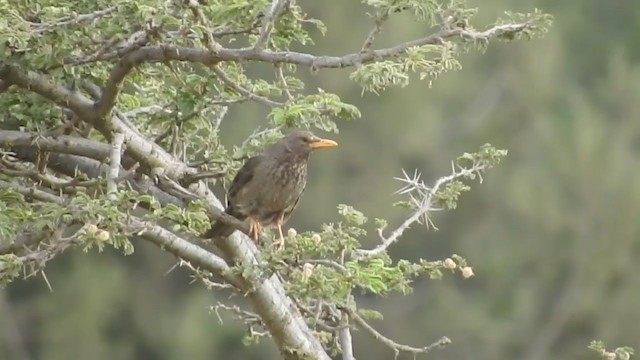 Yemen Thrush - ML248959931