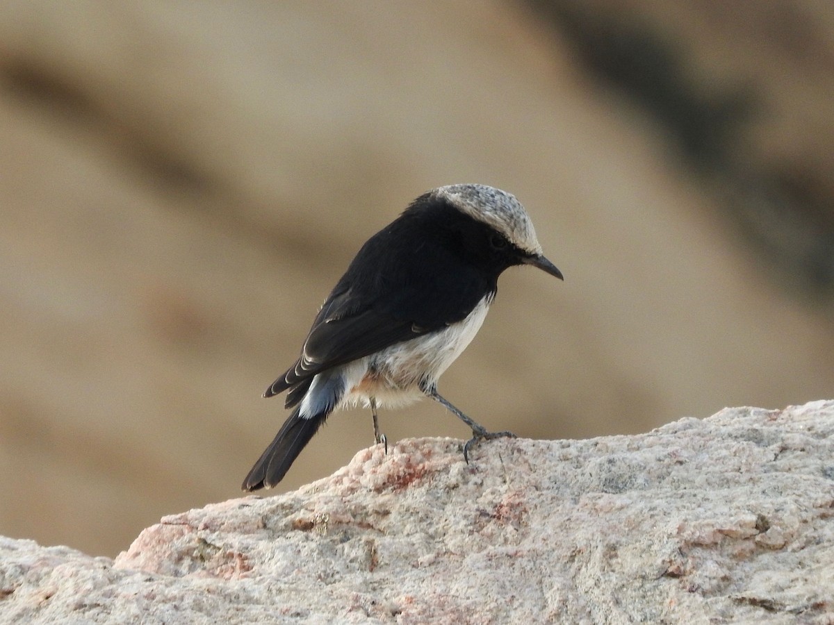 Arabian Wheatear - ML248959991