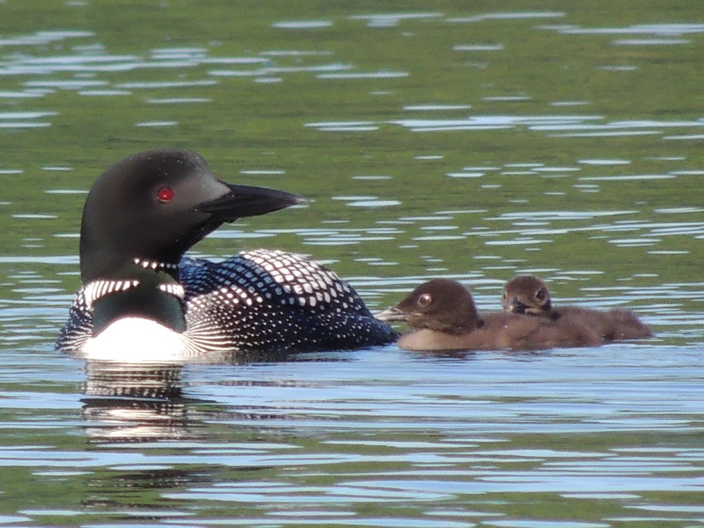 Common Loon - ML248960031