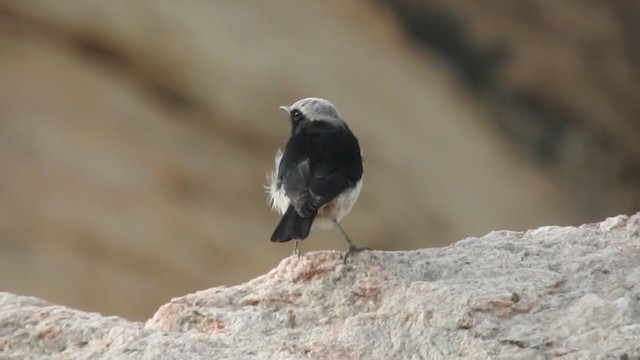 Arabian Wheatear - ML248960081