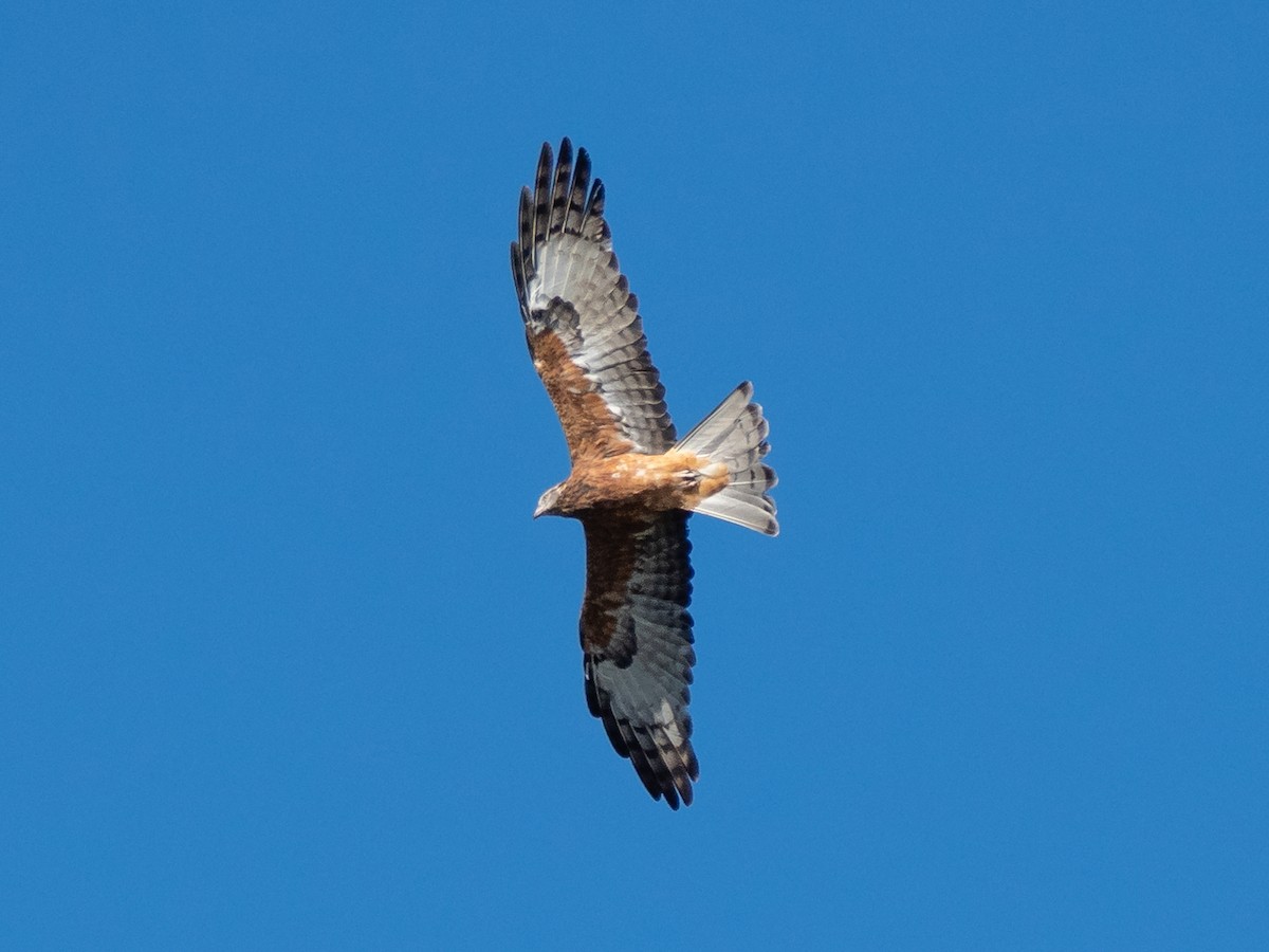 Square-tailed Kite - ML248960331