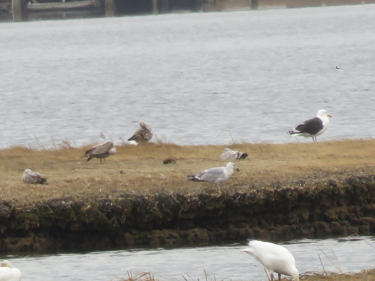 Great Black-backed Gull - ML248960571