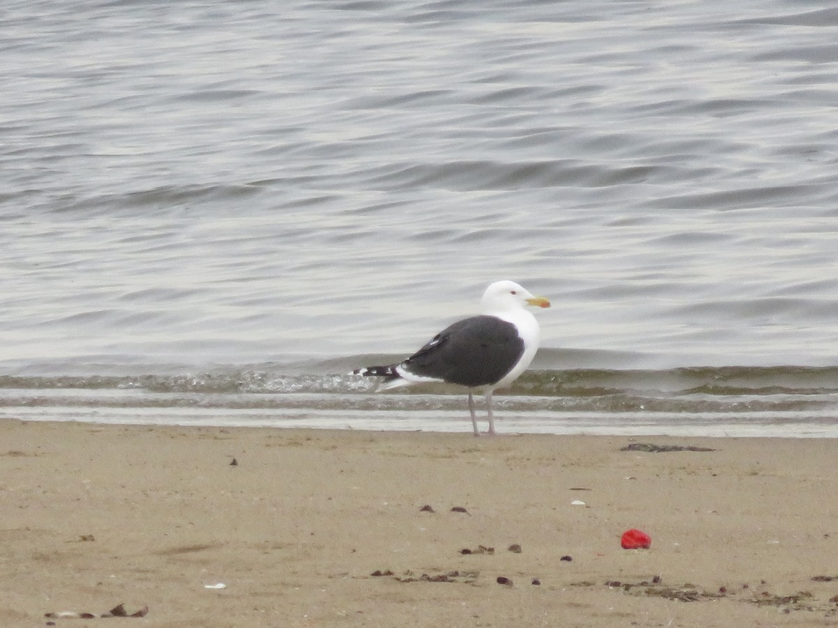 Great Black-backed Gull - ML248960601