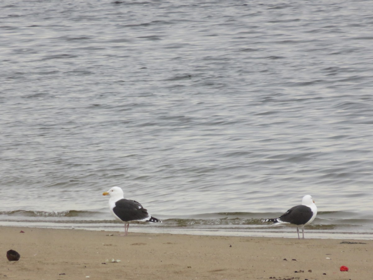 Great Black-backed Gull - ML248960621