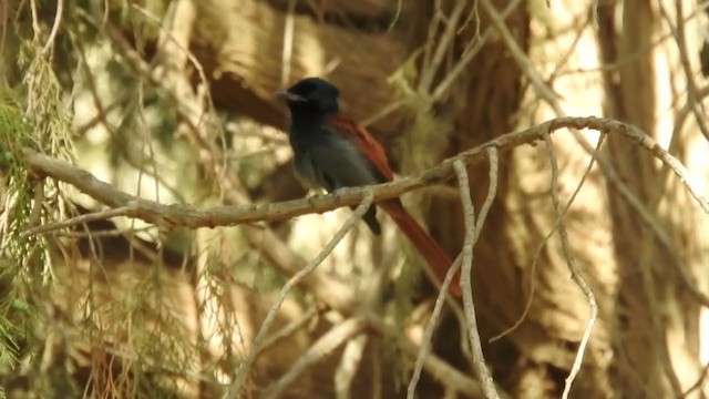 African Paradise-Flycatcher - ML248960981