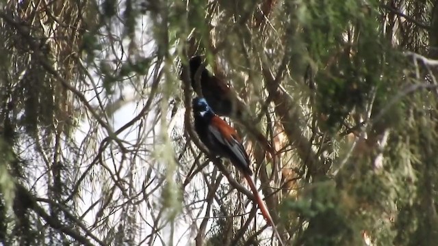 African Paradise-Flycatcher - ML248961091