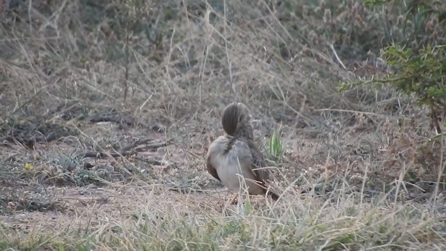 African Pipit - ML248961741