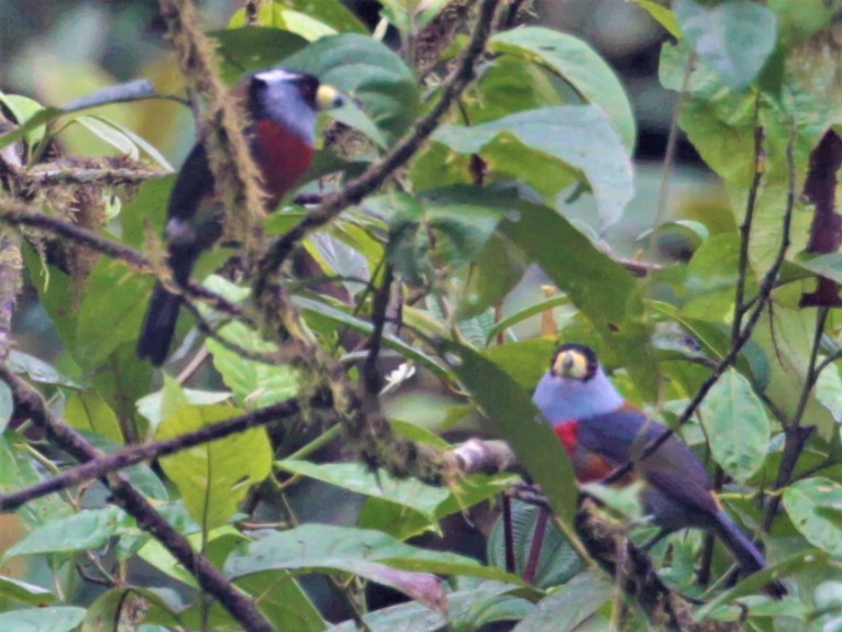 Toucan Barbet - ML248961831