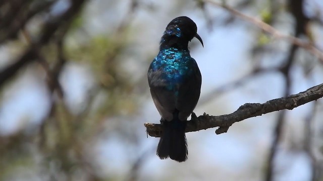 Palestine Sunbird - ML248962621