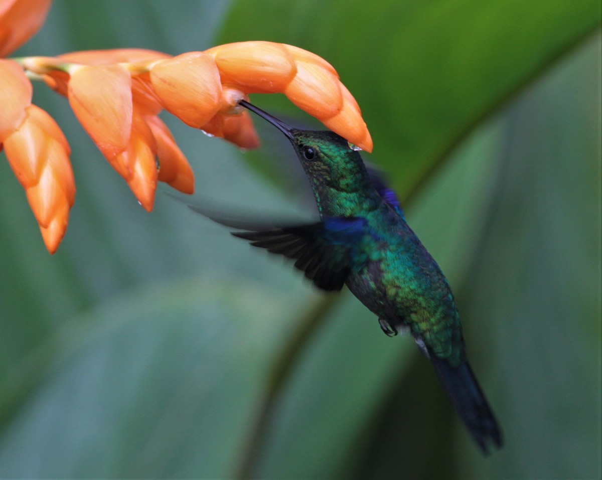 Crowned Woodnymph (Green-crowned) - ML248962721