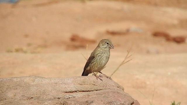 アラビアカナリア - ML248963351