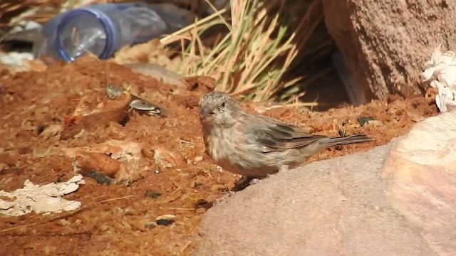 Yemen Serin - ML248963371