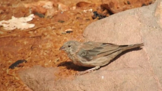 アラビアカナリア - ML248963411