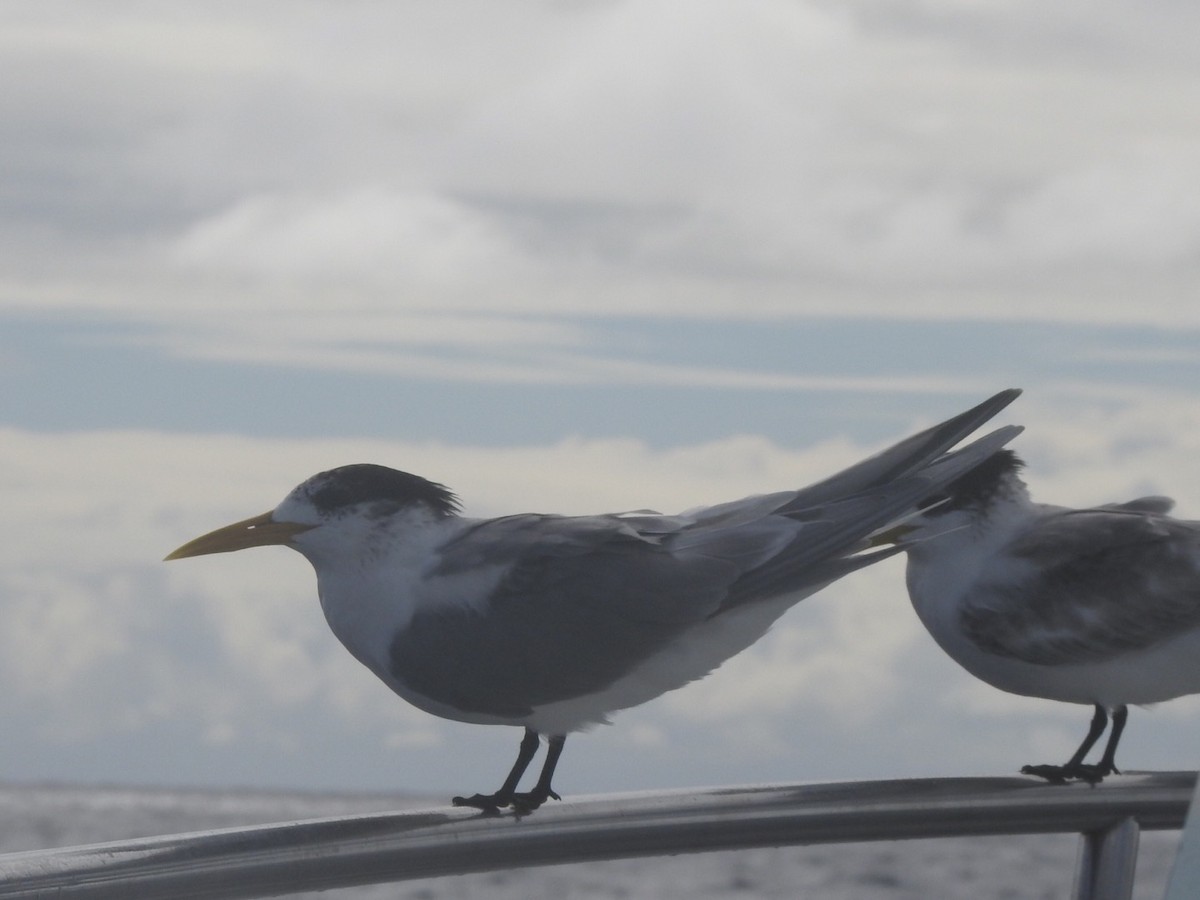 eBird Checklist - 12 Jul 2020 - Coral Sea off Cape Moreton at -26.57955 ...