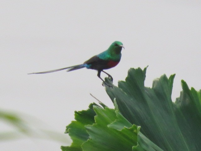 Congo Sunbird - ML248965301