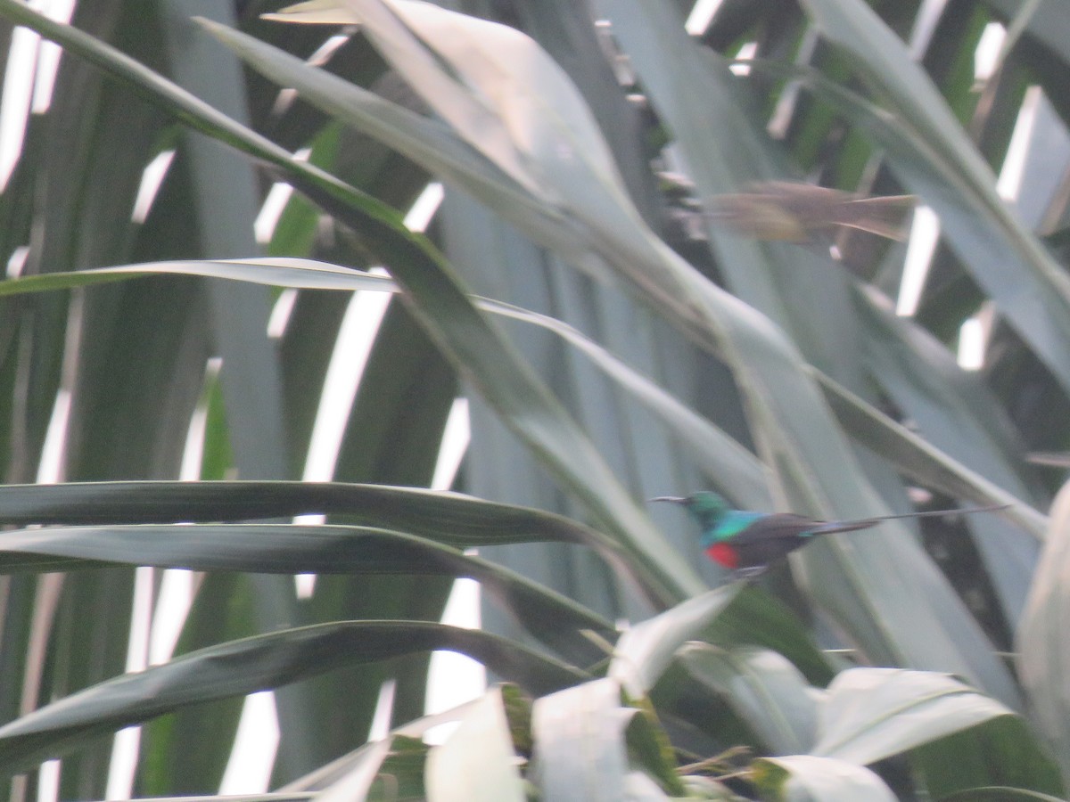 Congo Sunbird - david karr