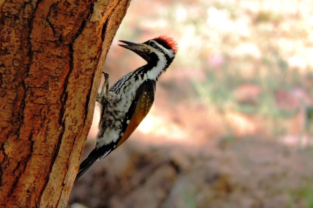 Black-rumped Flameback - Neha Parrat