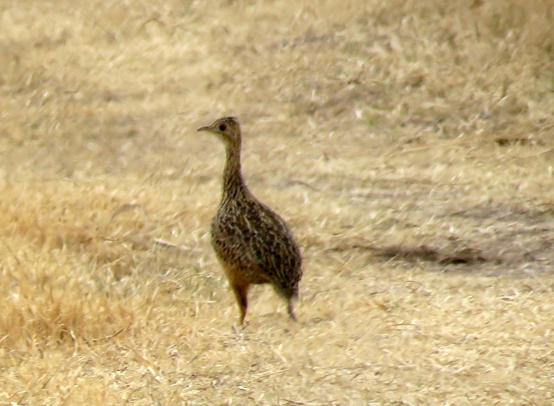 Tinamou tacheté - ML248967331