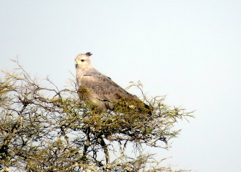 Águila de Azara - ML248967571