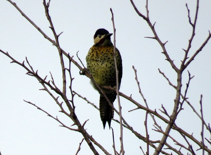 Green-barred Woodpecker - Juan Muñoz de Toro