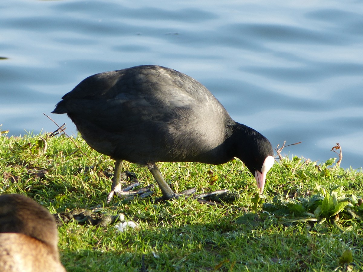 Eurasian Coot - Dominique Genna