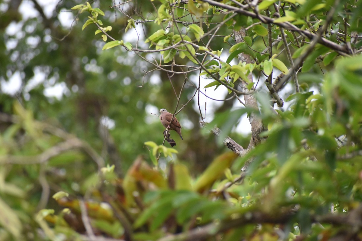 Ruddy Ground Dove - ML248968801