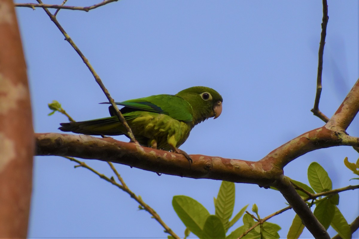 Olive-throated Parakeet - ML248968951