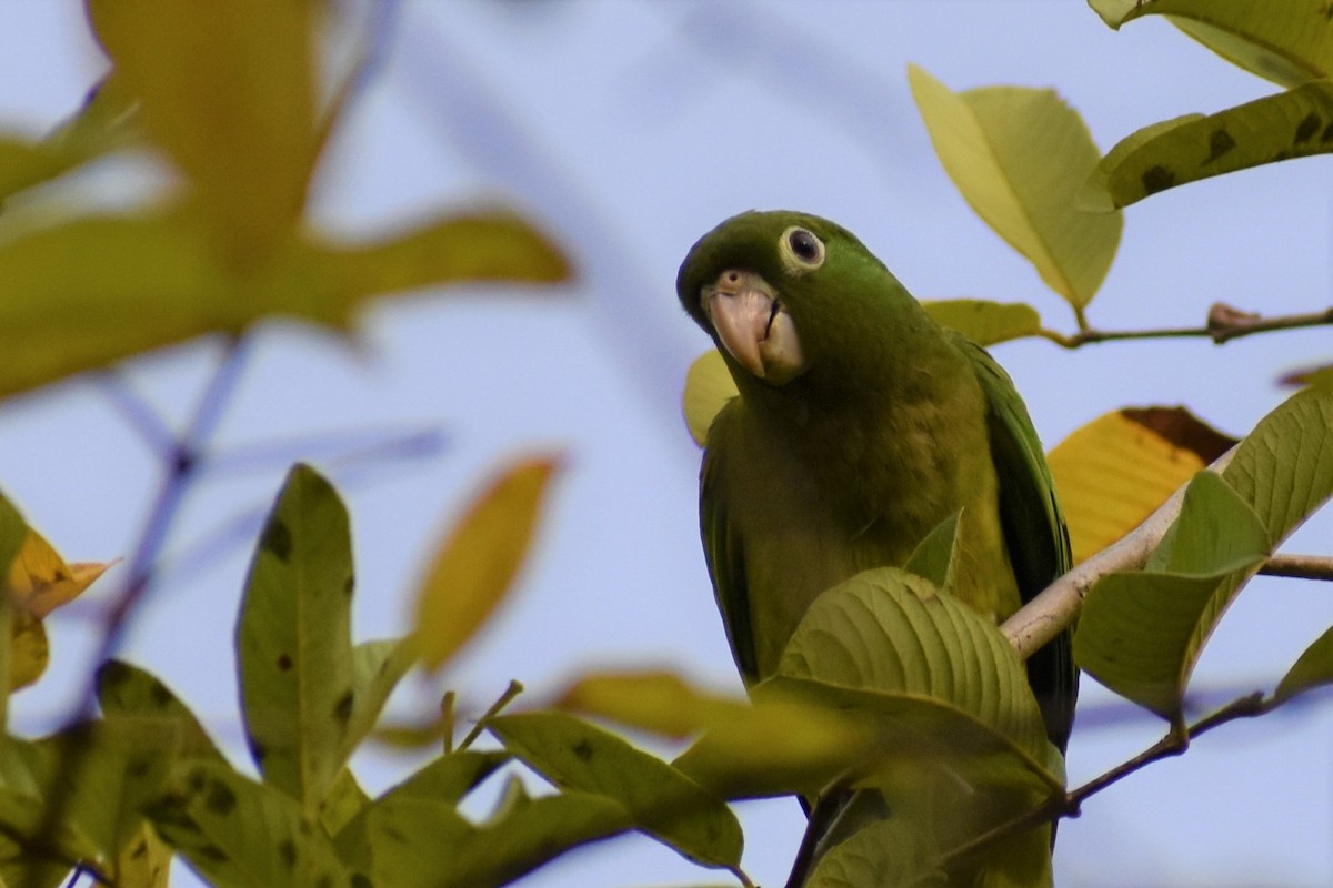 Olive-throated Parakeet - ML248969001