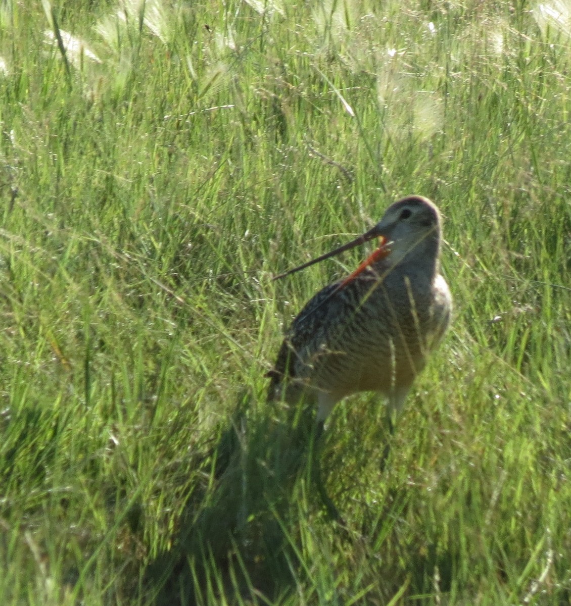 Marbled Godwit - ML248969091