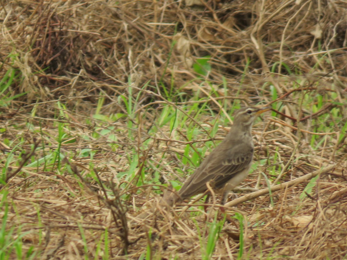 Pipit à longues pattes - ML248969341