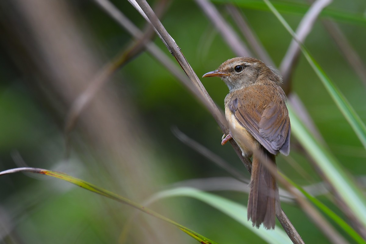 Brownish-flanked Bush Warbler - ML248970231