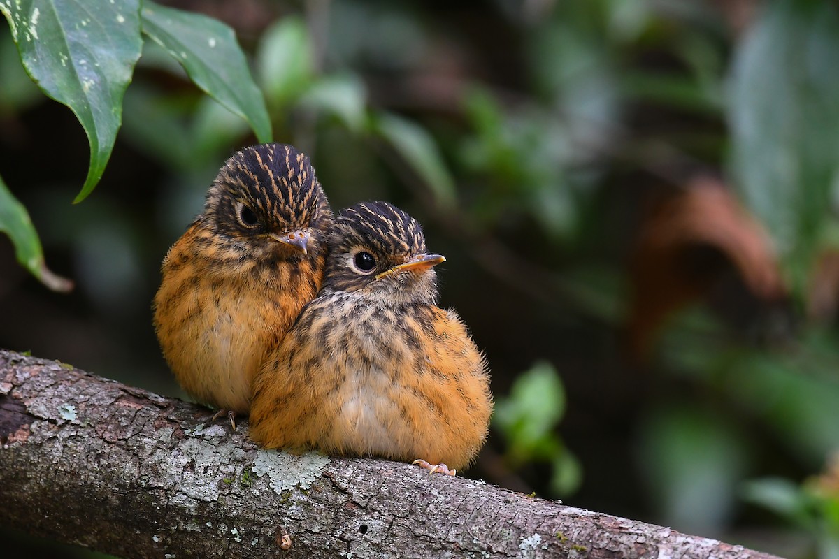 Ferruginous Flycatcher - ML248970791