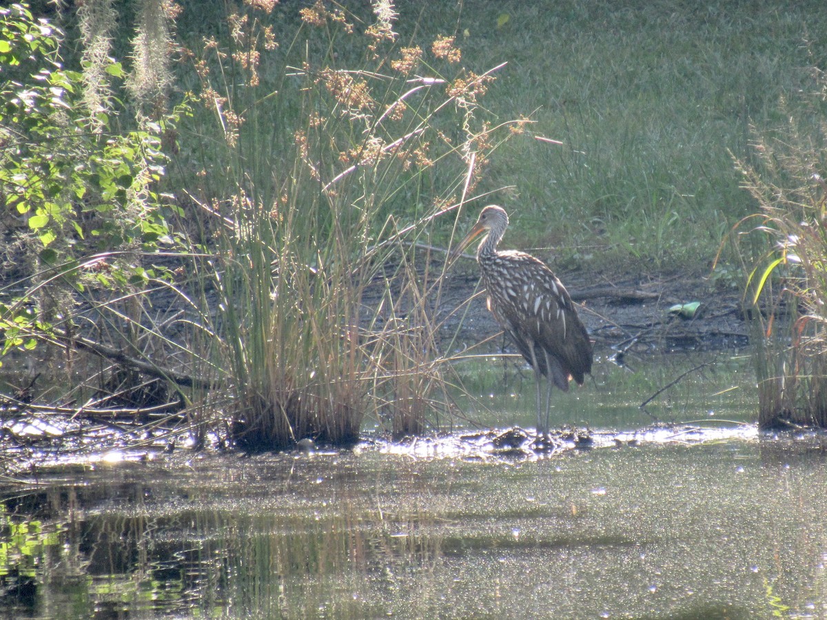 Limpkin - Ed Blitch