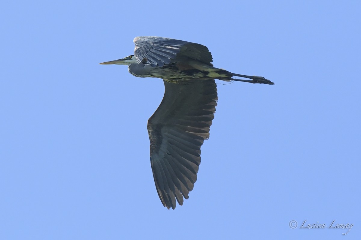 Great Blue Heron - ML248973291