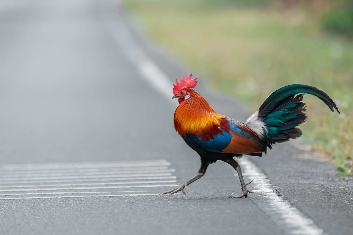 Red Junglefowl - ML248973421