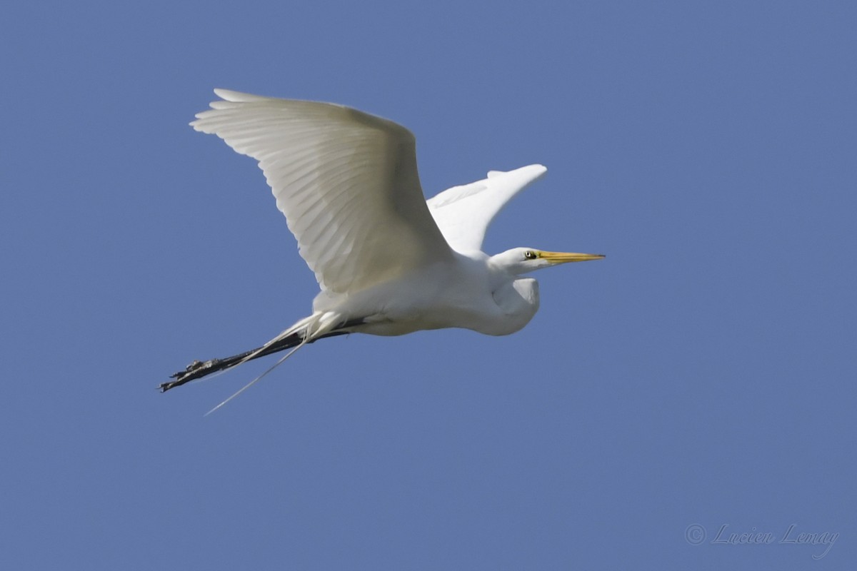 Great Egret - Lucien Lemay