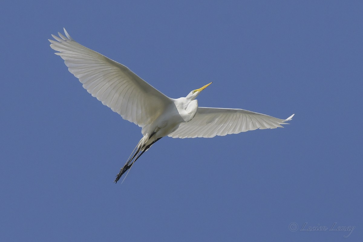 Great Egret - Lucien Lemay