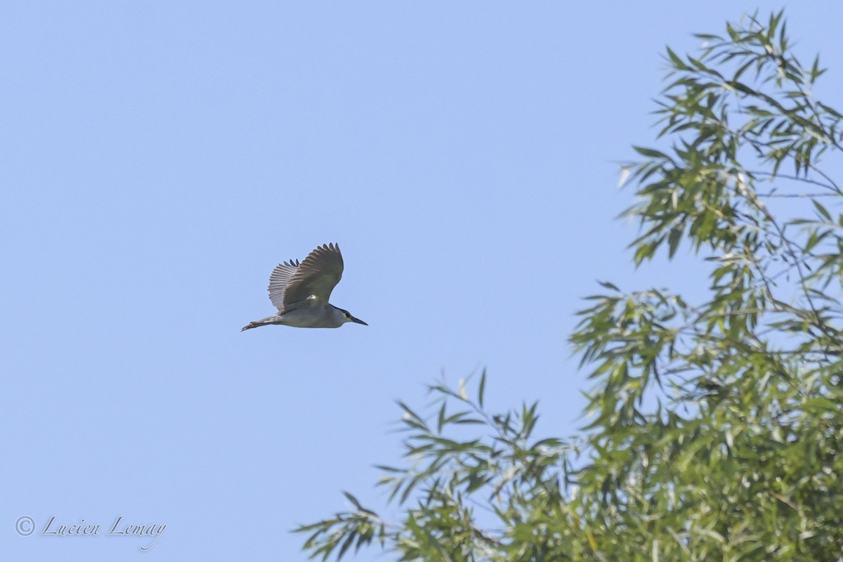 Black-crowned Night Heron - ML248973701