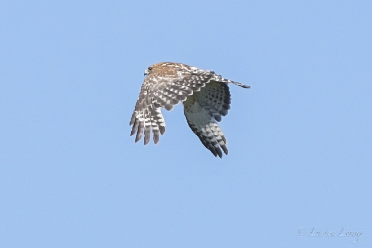 Red-shouldered Hawk - Lucien Lemay