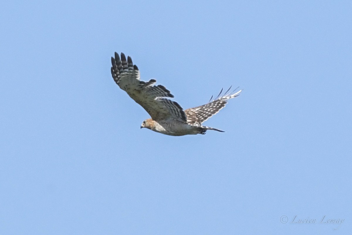 Red-shouldered Hawk - Lucien Lemay