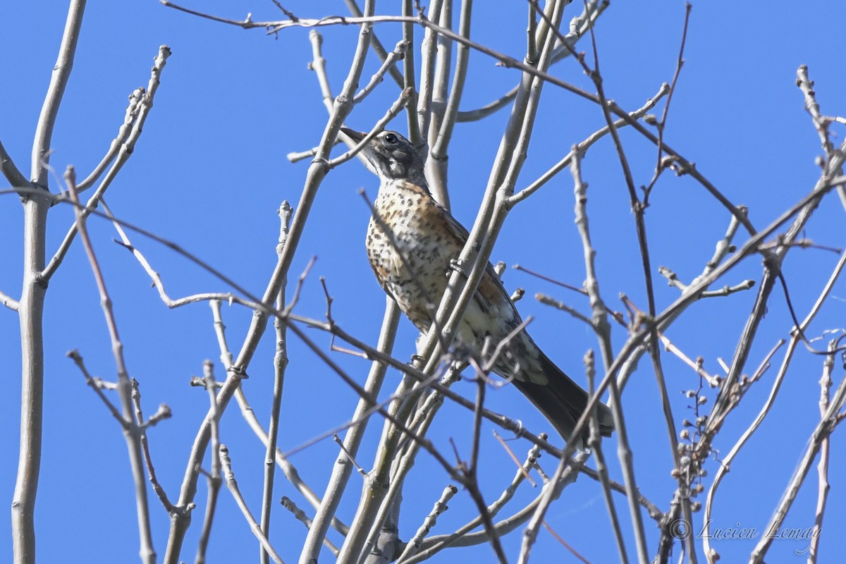 American Robin - ML248973901