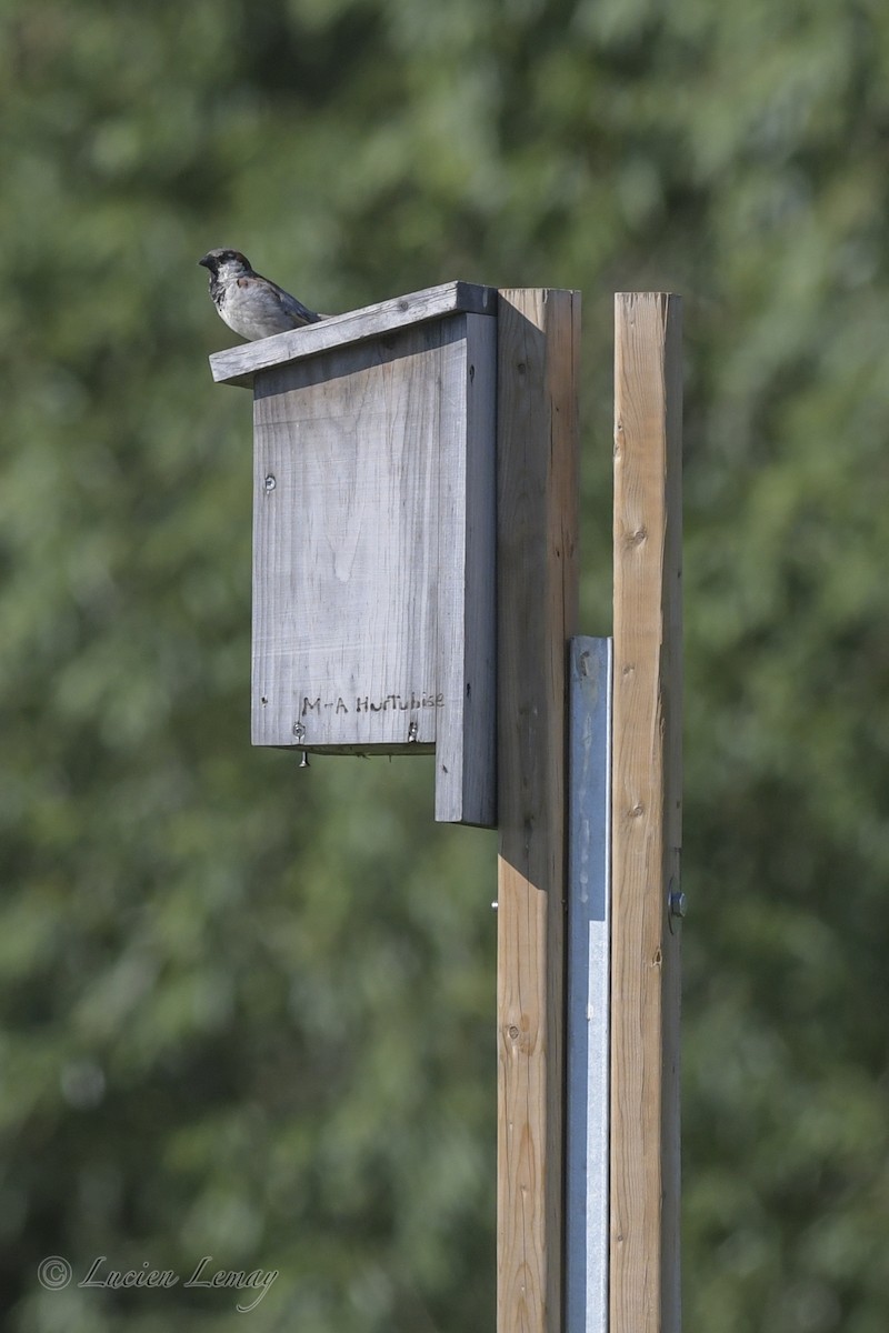 House Sparrow - Lucien Lemay