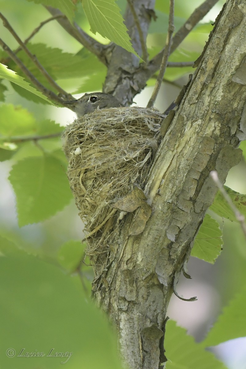 Rotschwanz-Waldsänger - ML248974021